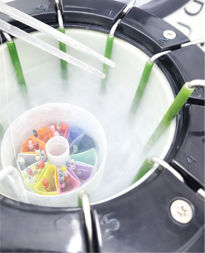 CRIOPRESERVACIÓN DE EMBRIONES Image description